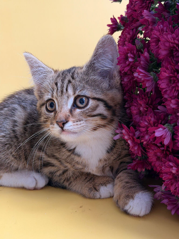 Cute kittens are looking for a new home.