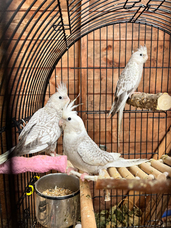 Young cockatiels