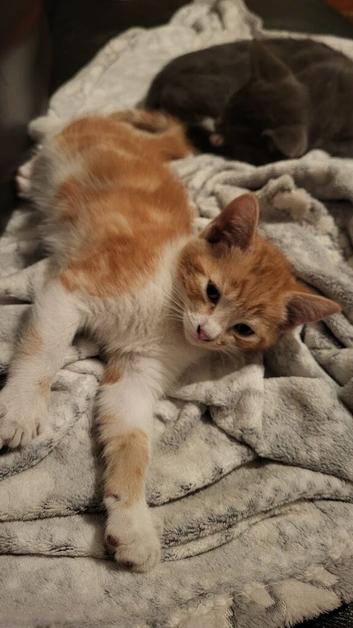5 kittens