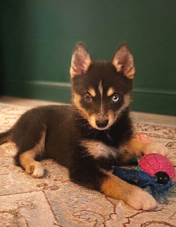 Beautiful Pomsky Puppie 1 Girl Available