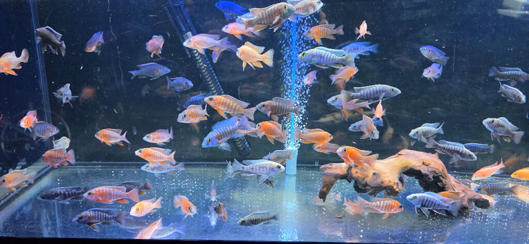 Malawi cichlids peacocks and haps