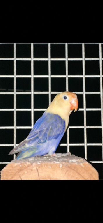 LOVE BIRDS