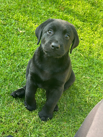 ***LABRADOR BOY PUPPY***