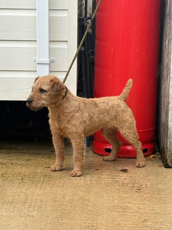 Lakeland terrier