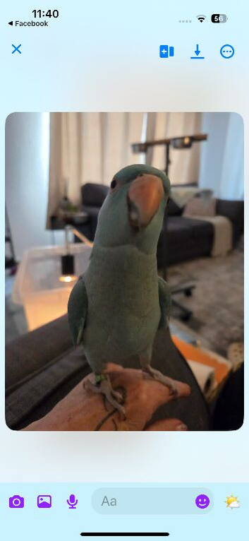 Ringnecks pairs and handreared birds