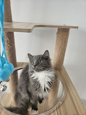 Ragdoll Cherubim Boy. HCM,PKD Certyficate Ready to pick up naw.:)