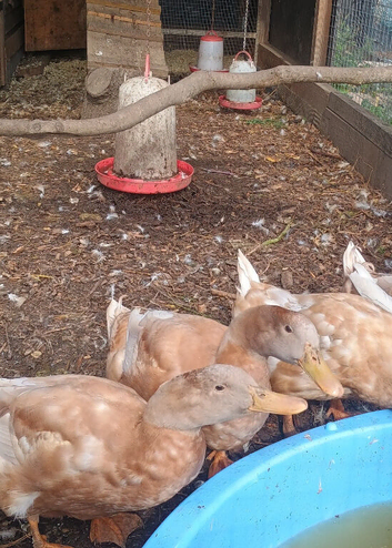 Male Orpington ducks