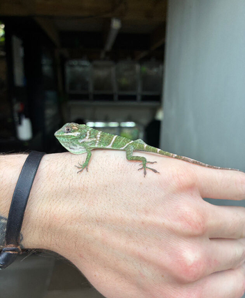 Cuban Knight Anole & Cuban False chameleon babies