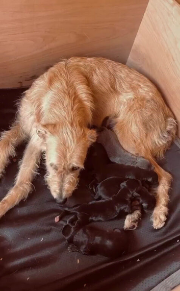 Bedlington whippet puppies