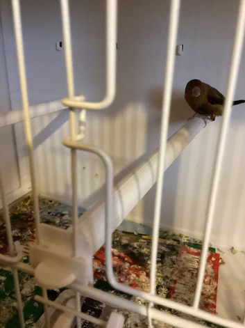 Silverbills