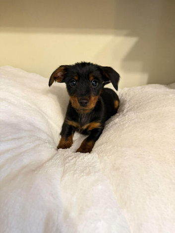 dachshund puppies for sale