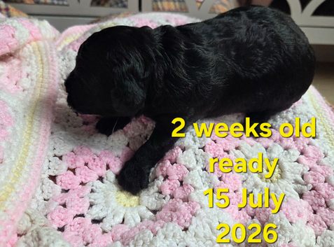 Unique bundle joy cavapoo
