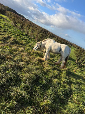 Sandman mare