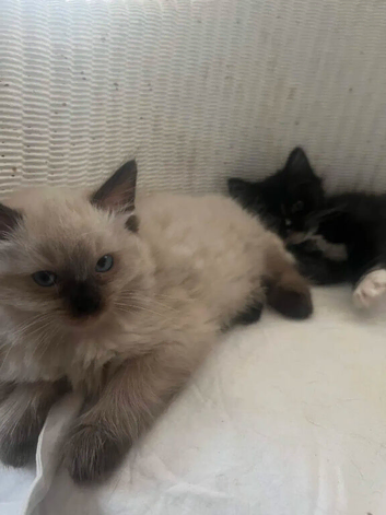Siamese and Tuxedo cats for sale &pound;40 each