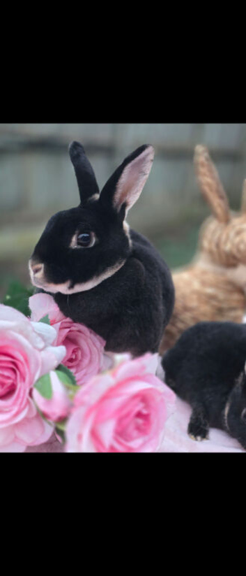Black Otter Mini Rex Doe