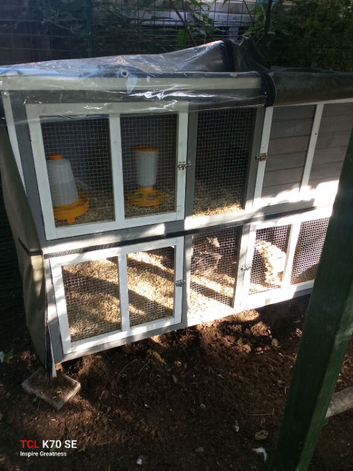 2 female quail just started to lay