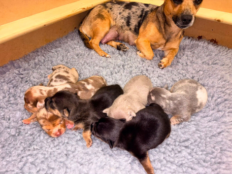 Miniature Rainbow Jack pups for sale