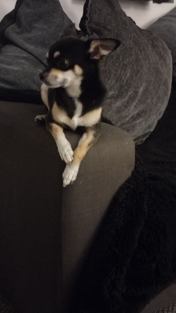 Please read reggie 3 year old male