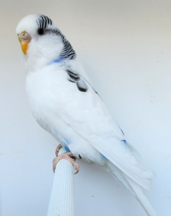 Various Stunning Quality Beautiful Budgies