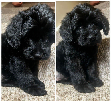 F1 labradoodle pups ready now