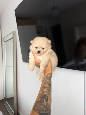 RARE DOLL TEDDY KOREAN PUPPIES