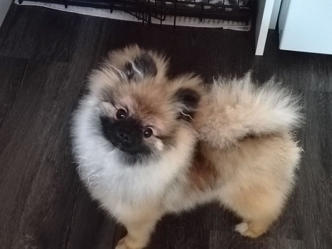 Pomeranian
