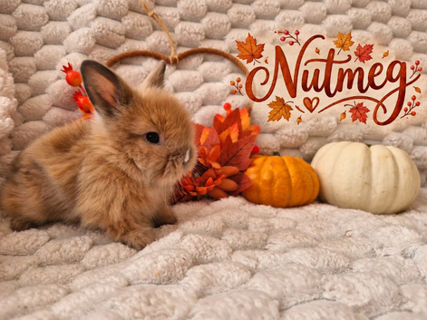 Double Maned Lionhead Babies