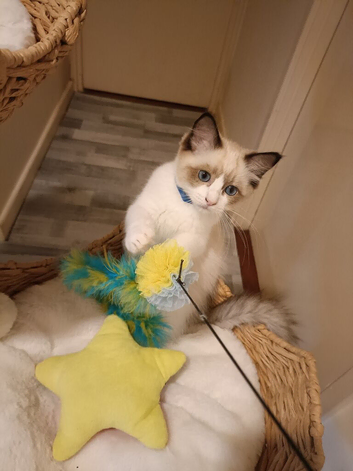 Active kittens of Champion Status dad