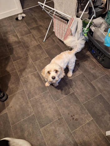 Teddy