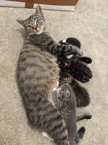 Gorgeous Kittens