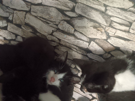 Kittens male and females black and white ones and black ones available