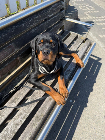 Male puppy Rottweiler