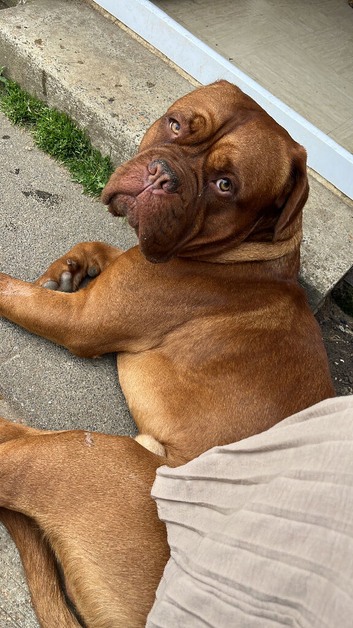 Kc Dogue de Bordeaux  (male)