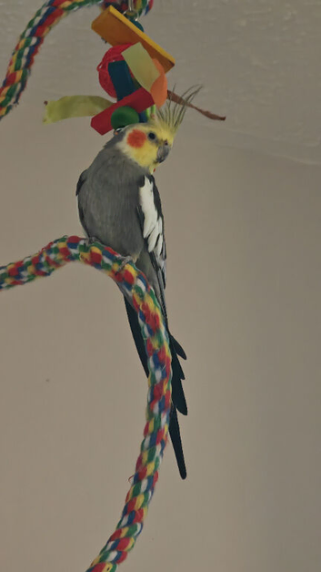 Loving hand tame cockatiel