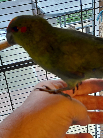 Tame cock kakariki.