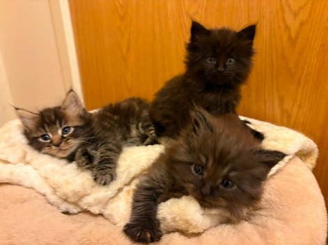 Maincoon X Ragdoll babies