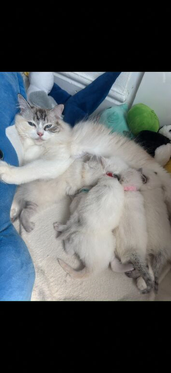 2 Beautiful Purebred Ragdoll Kittens for Sale