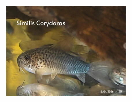 Similis corydoras &pound;6 each or 2 for &pound;10