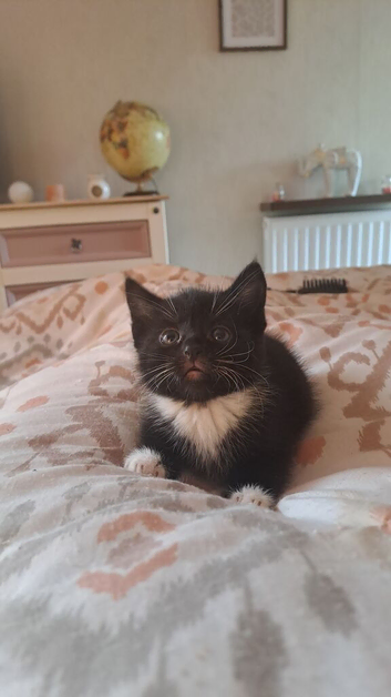 Kitten 1 left