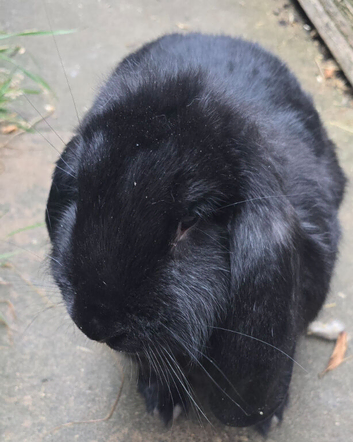 French lop does