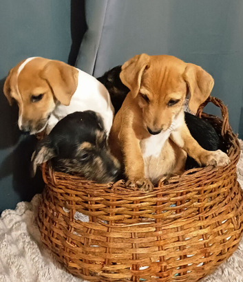 Adorable Jack Russel Puppies