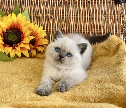 STUNNING CHUNKY PURE BRED BSH TEDDY BEARS (READY NOW)