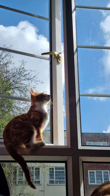 7 kittens to be rehomed