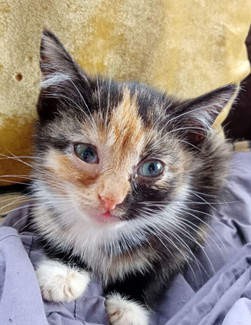 Siamese X Maine coon baby girl ready now Bristol