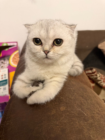 Title Adorable Scottish fold/ Scottish straight Pure Breed