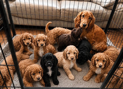 Beautiful Cockapoo Puppies - Ready Now