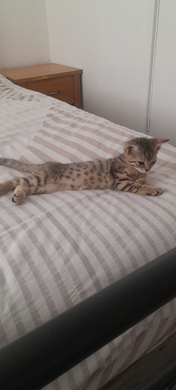 Half Bengal kittens female