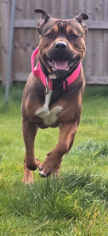 Dog