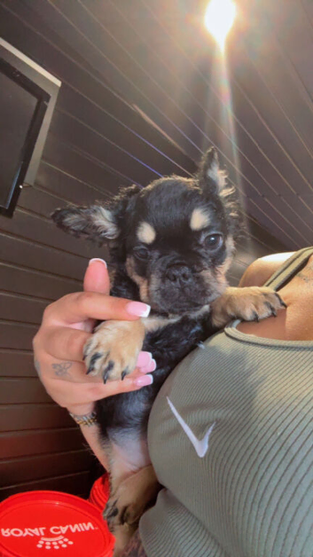 Puffy French bulldog