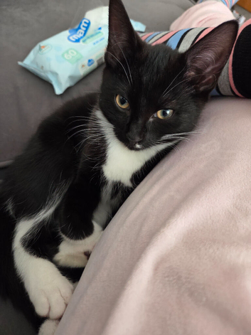 15 week old kitten  black and white